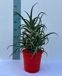Pianta Di aloe Arborescens Con Vaso Ø20 - Foto 1 di 7