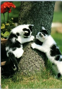 Kittens Playing at the Base of a Tree Postcard - Picture 1 of 2