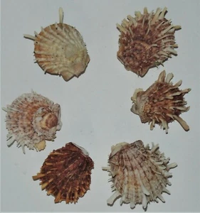 ONE (1) SMALL BROWN SPONDYLUS DUCALIS SPINY OYSTER PAIR, CRAFT DECOR BEACH - Picture 1 of 3