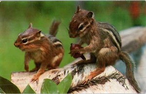 A Pair Of Chipmunks Scamper About In The Woodlands Chipmunk Postcard - Picture 1 of 2