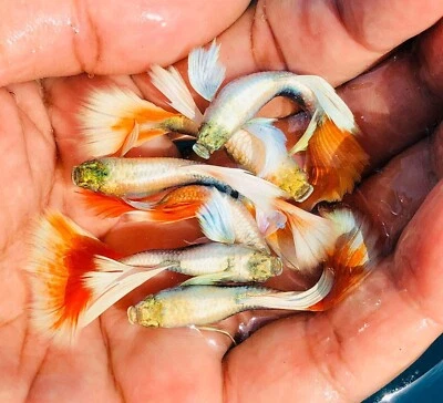 X2 MUJER - Pez Guppy de Acuario Vivo Alta Calidad - DUMBO SANTA Foto 1 de 3