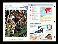 Pied Wagtail Wild Life Fact File Bird Animal Card Home School Study 2.136