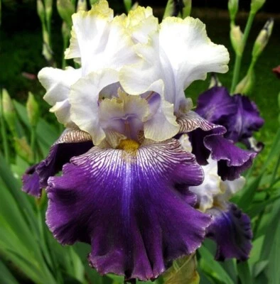 Tall Bearded Iris Rhizome SLOVAK PRINCE~2003  AWARD WINNER~USA Seller~FREE SHIP - Image 1 of 2