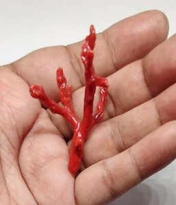 Natural Coral Branch Loose Gemstone Red Coral Rough Italian Coral Polished Rough - Picture 1 of 9