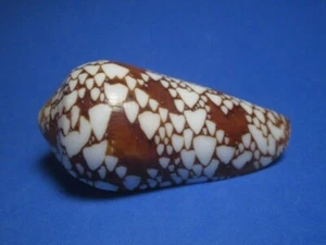 Conus ngocngai Thach 2017 "BEAUTIFUL; NEW SPECIES!" (72.0mm) - Picture 1 of 6