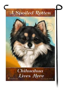 A Spoiled Rotten Longhaired Tri Chihuahua Lives Here - Picture 1 of 1
