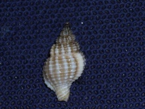 NASSARIA PUSILLA ALBINO - Imagen 1 de 2