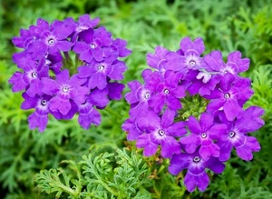 250 Graines De Verveine (Verbena Officinalis) - Picture 1 of 5
