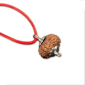 17 Mukhi Indonesian Java Rudraksha Big 18mm-20mm Silver Pendant IGL Certified - Picture 1 of 2