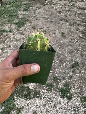 Echinocereus Coccineus Scarlet Hedgehog Cactus Kimble County Texas Rare - Image 1 of 3