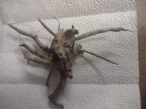 Driftwood, Root, Aquarium Piece For Hermit Crab or Reptile or Art&Craft - Picture 1 of 3