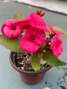 EUPHORBIA MILII CROWN OF THORNS HOT PINK 4"POT PLANT 3" H. - Picture 1 of 3