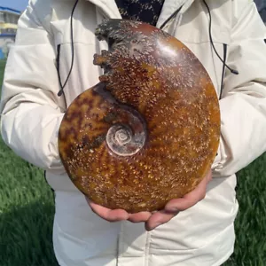 Natural 5.5LB Ammonite Fossil Reiki Crystal Specimen Mineral Decor Crystal Gift - Picture 1 of 13