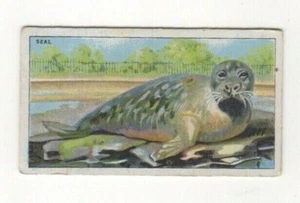 Zoo animal card. #11 Seal - Picture 1 of 1