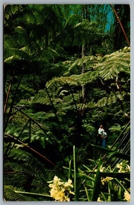 Postcard Hawaii National Park c1961 Tree Fern Forest Kilauea Crater - Picture 1 of 2