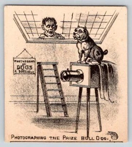 1870-1890's PHOTOGRAPHING PRIZE BULLDOG CAMERA DOGS A SPECIALTY VICTORIAN CARD - Imagen 1 de 2