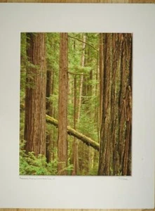 Tom Adams Photography Redwood Trees Prairie Creek Park CA Matted Photo Art 11X14 - Picture 1 of 4