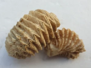 2 x Traum Lopha gregarea - Austern - Oxfordium - Vaches Noires (Houlgate, F.) - Bild 1 von 13