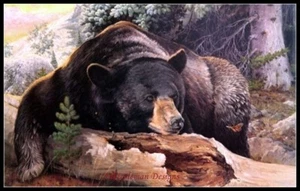 Counted Cross Stitch Kits Needlework Crafts - Black Bear Country - Picture 1 of 5