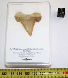 Dent fossile requin Palaeocarcharodon Orientalis dans une boite (Maroc - 045** ) - Picture 1 of 8