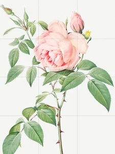 Fliesen Wandbild/Mosaik Keramikplatte Rose Blume Wandbild - Vintage Botanischer Druck - Bild 1 von 4