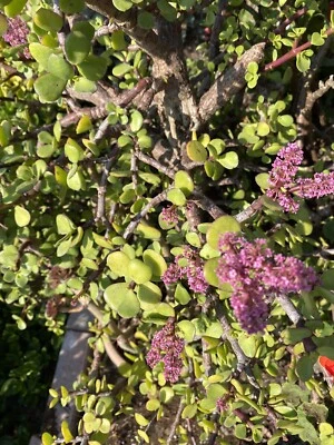 Portulacaria Afra Elephant Bush Suculento 5 Esquejes Orgánicos Foto 1 de 4