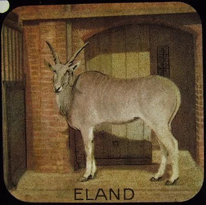 Glass Magic Lantern Slide AN ELAND C1900 ZOO DRAWING - Picture 1 of 2