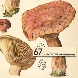 PILZ Pilz Wollige Bartmilchkappe Vintage Lithographie Druck Otto Uzak 1951 - Bild 1 von 2