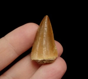CRETACEOUS FOSSIL TOOTH of Mosasaurus beaugei --- Khouribga MOROCCO /pg489 - Picture 1 of 11