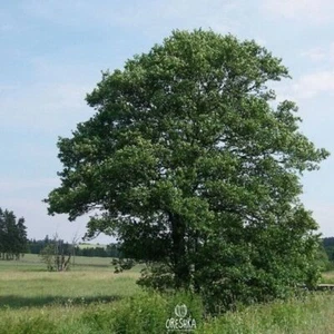 Alnus glutinosa 50 piezas semillas frescas, aliso común, semillas de árbol de aliso negro - Imagen 1 de 8