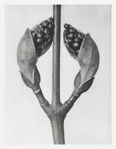 12706.Poster print.Room Wall design.1928 Blossfeldt plant macro art photography - Picture 1 of 1