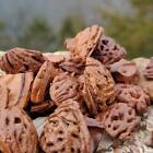 25 Partial WALNUT Shell Nut Beads Pieces For Stinging, Crafts, DIY Jewelry