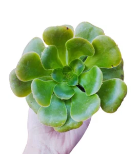 Aeonium arboreum crassulacee specie arbustiva forma di rosa - Foto 1 di 2