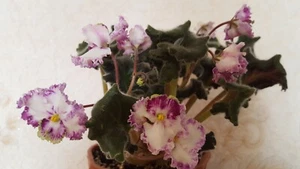 African Violet " Zolushkin Son " 2 Blätter Usambaraveilchen. - Bild 1 von 2
