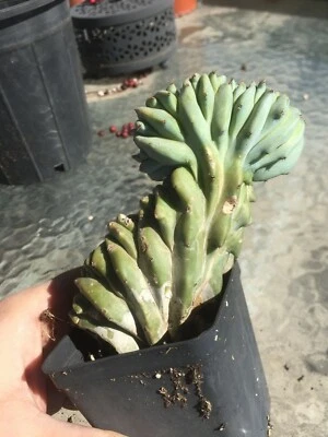 Myrtillocactus geometrizans crest "elite" strain  12 cm high - Image 1 of 4