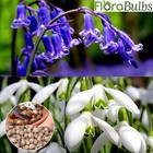 50 SNOWDROPS & 50 BLUEBELL BULBS ( IN THE GREEN ) Spring Flowering garden plants