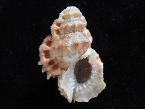 Sea Shell Bursa corrugata 43.2mm ID#5448 - Picture 1 of 3