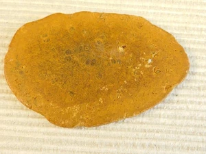 Tempskya Tree Fern Fossil Slab for making Cabochons - Picture 1 of 7
