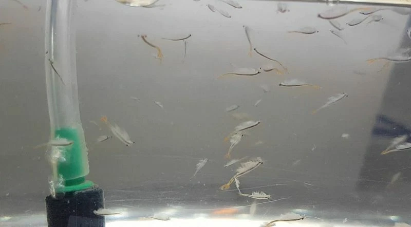 Feenkrebse Branchinella Thailandensis Urzeitkrebse mit ca. 200 Eier inkl. Futter - Bild 1 von 1