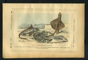 POISSONS PLATS, RAIE TORPILLE CHIMERE Gravure de 1887 - Imagen 1 de 1