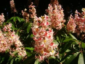 AESCULUS INDICA tree, Indian Horse Chestnut, 30-40cm tall - Picture 1 of 7