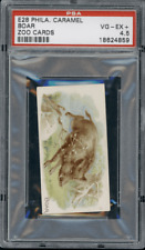 1909 E28 Philadelphia Caramel Boar Zoo Cards PSA 4.5