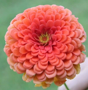 Coral Beauty Zinnie Samen | USA Garten Blume Rosa Lachs Rose Farbe Samen 2025 - Bild 1 von 7