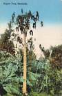 Postcard Papaw Tree Bermuda 