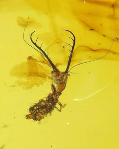 Cretaceous Fossil Burmese amber burmite unknown insect amber Fossil Myanmar - Picture 1 of 6