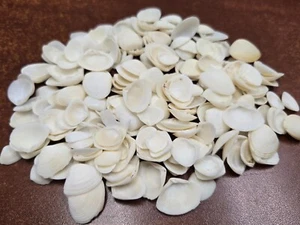 1,000 PCS BULK SMALL WHITE CAY CAY SEA SHELL BEACH DIY DECOR - Picture 1 of 1