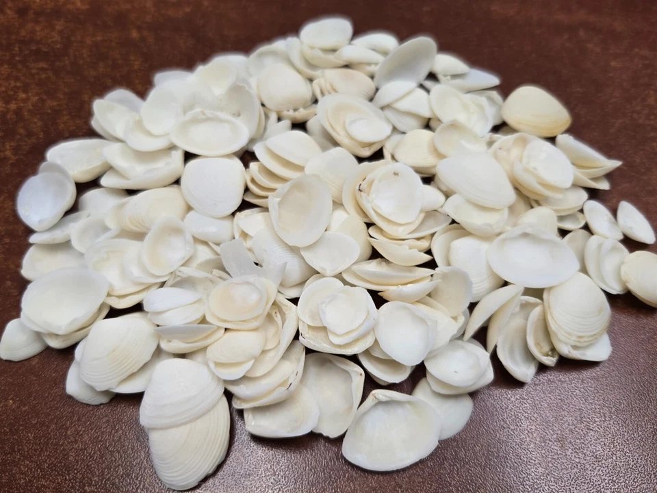 500 ШТ. ОПТОМ МАЛЕНЬКИЙ БЕЛЫЙ CAY CAY МОРСКАЯ РАКОВИНА ПЛЯЖ СДЕЛАЙ САМ ДЕКОР - Изображение 1 из 1