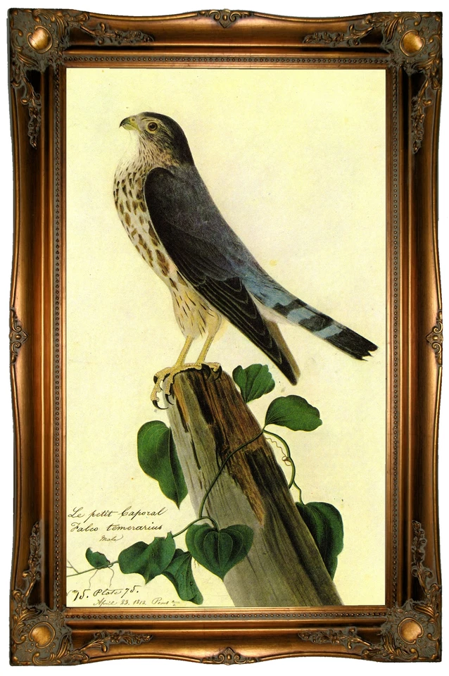 Impresión en lienzo con marco de madera Audubon PIGEON HAWK repro 19x32 Foto 1 de 1