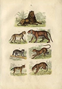 1844 MARTIN HC HOLZGRAVUR. Jaguar, Gepard, Luchs, Wildkatze, Löwe, Leopard, Tiger - Bild 1 von 3