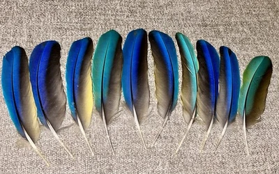 10 Naturally Molted Blue & Yellow Macaw Feathers 7.5” - 8.75” - Image 1 of 2